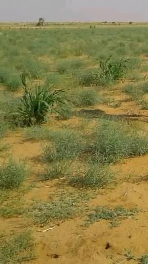 Exploring Arid Landscapes: Patches of Green in Desert