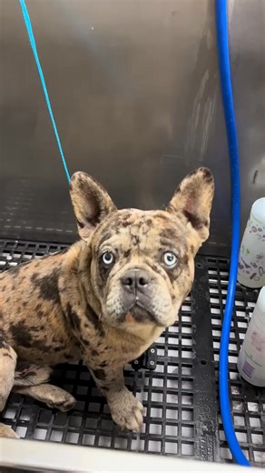 Husky eyed Frenchie 🐾👀 #tutorial #frenchie #dogbath #frenchbulldogs #frenchiesoftiktok #frenchbulldog #doggrooming | Delfina Turiano