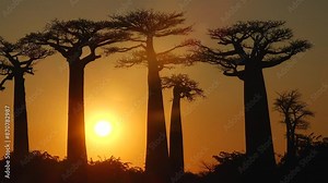 Madagascar. Avenue of the Baobabs at sunsetюLandscape with the big trees baobabs in Madagascar. Baobab alley during sunset or sunrise, late evening orange sun and baobab silhouettes.