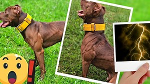 🏈 Shape de ODIN - American Pitbull Terrier (Conditionned) , sa condition physique durant son entrainement... Groupe fb : SPORT FOR MY PITBULL ❤️😱 | Fazio's Red warriors ODIN & SASHA - Pitbull UKC