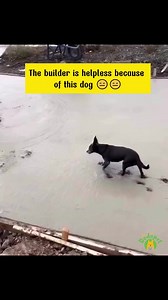 🤣🤣😂 | The Dodo Pet