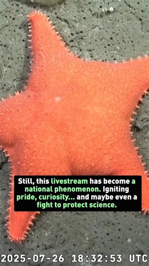 From sea cucumbers to alien-like squid, a livestream off Argentina’s coast has gone viral. Led by scientists from CONICET and the Schmidt Ocean Institute, the expedition is revealing life 13,000 feet under the sea, and igniting national pride at a time when science is under threat. | CGTN America