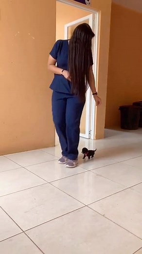 Aww it’s so cute 🥰 😍🐶 🎥 TikTok: faunaurbanagadmsd | Dachmoji & Sausage Dog Lovers