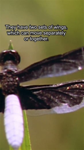Bug Fact: Dragonfly