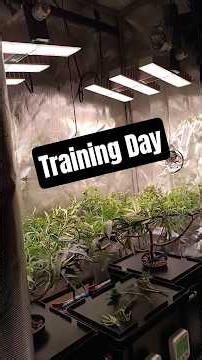 SCROG'ing des Todes 💀