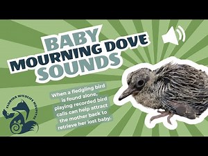 Nestling Mourning Dove Sounds Video