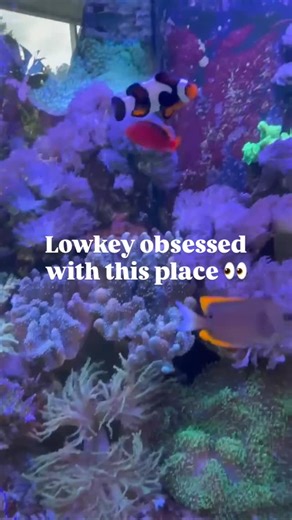 Aesthetic overload? We call it inspiration ✨😉 Discover art, nature, and a little bit of magic, all in one stop 💫 📍 Huntington Museum of Art - Huntington, WV 🕙 Open Tues, 10AM-8PM Wed-Sat, 10AM-5PM Sun, 12PM-5PM 💲 General admission: $5 per adult | FREE Tuesdays 📲 More info: wvtourism.com/company/huntington-museum-of-art | West Virginia Arts & Heritage