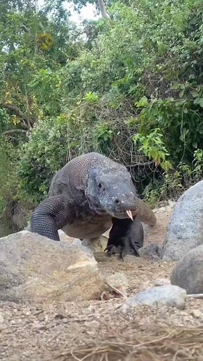 Komodo Dragon Confidently Approaches Camera