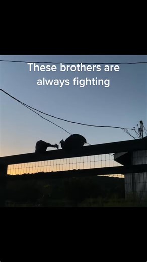 You should have never let us make bunk beds, it was a terrible idea. ... #minicow #minimoos #cute #fyp #cow #baby | Farmer Erin