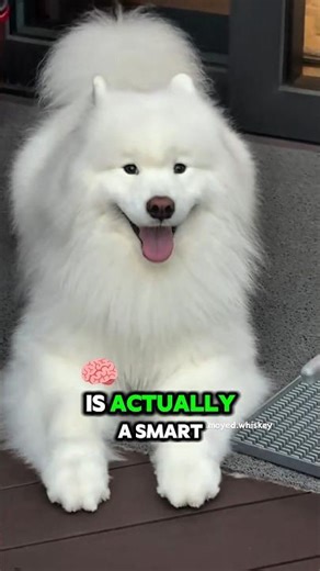 The Truth About the Samoyed Smile! 😳🐾❄️ #Samoyed #SamoyedDog #SmilingDog #DogFacts
