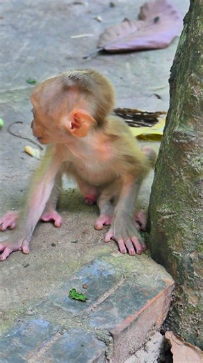 Alfie’s Dramatic Tantrum, #monkey, #monkeysr, #babymonkey, #babymonkeybobby, #monkeywildlife