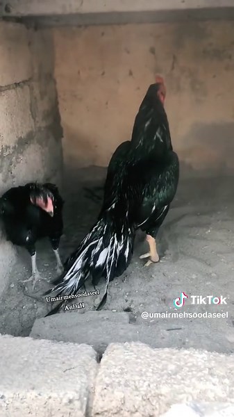 Exploring the Beauty of Pakistani Aseel Breeds