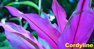 Cordyline Plant Care: How To Grow Hawaiian Ti Plants
