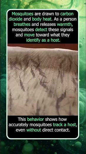 How Mosquitoes Detect Humans So Easily