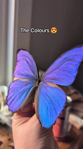 I've only had the pleasure of mounting and framing 2 Blue Morphos before this one, but this is the first time I've seen a purple iridescence! So gorgeous 😍💙💜 #butterfly #entomology #nature