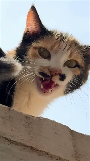Mother cat meowing to attract kittens 😻 | Cat sound | Cat Voice | Cats | Kitten
