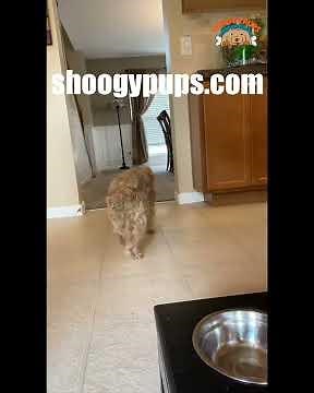 Quick & Easy Recipes for Dogs with Diabetes (ShoogyPups)