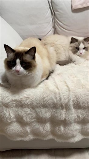 #cat #catsoftiktok #kittensoftiktok #kitten #kitty #kittycatstorytime #cute #cutebabys #healing