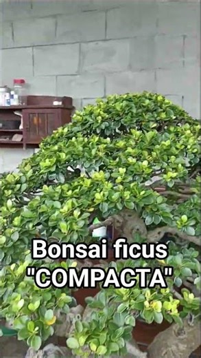 pres bonsai ficus COMPACTA by Acong #bonsai #caraperawatanbonsai #pemulabonsai #shorts