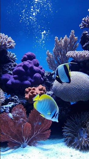 POV You Found the Most Relaxing Aquarium on the Internet 🐠✨ #shorts #relaxing