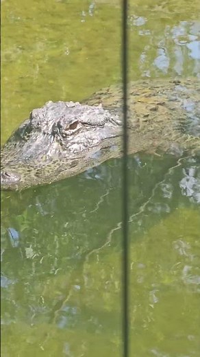 American alligator (Alligator mississippiensis), a large semi-aquatic reptile to the southeastern US