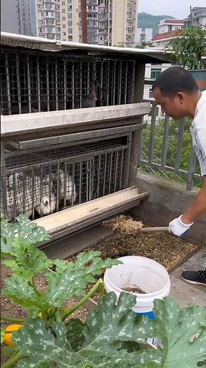 #RooftopGarden Making Chicken Manure Organic Fertilizer