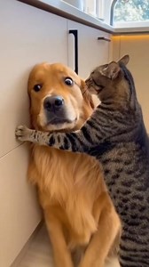 Cat is the boss 🤣 | Paul Santos