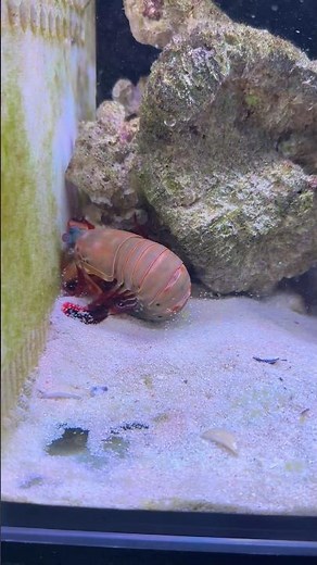 True Facts About The Mantis Shrimp