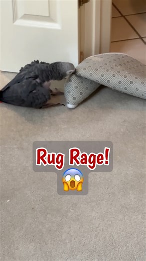 Einstein the Parrot is not having it today! The bathroom rug is out of place, and chaos ensues. 😱 Growls, chatter, and full-blown parrot drama unfold as Marcia tries to calm him down. But Einstein won’t rest until that rug is right where it belongs! Order is restored, the villain is vanquished—and yes, he does get a carrot. 🥕😂 #funnyanimals #mischievous #parrotlife #fblifestyle | Einstein the Talking Texan Parrot