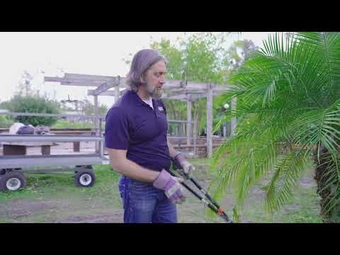 Liberty Academy Online | How to Prune Palm Trees