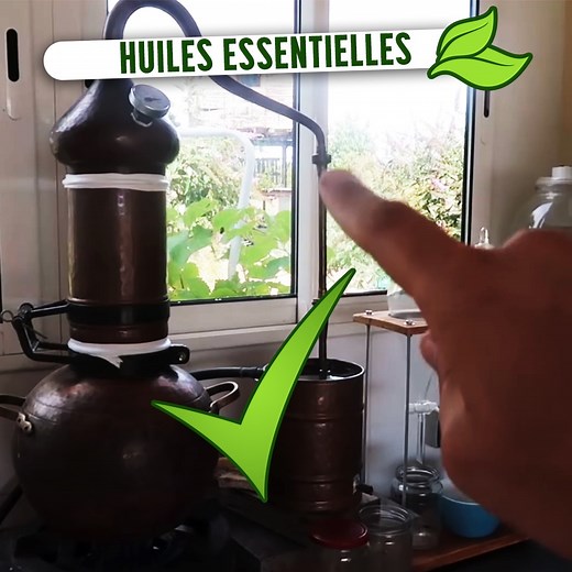 Huile essentielle et alambic : voici la méthode !