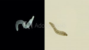 Nemertea worm under a microscope, supertype Spiralia, specimen with a sticky proboscis with venom, found in the Barents Sea