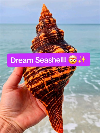 Can you believe that COLOR! 🤩✨️ #conch #shelling #seashell | shell