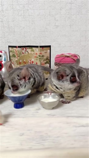 The galago (or the bush baby) is a small, nocturnal primate native to Africa. They have large eyes for night vision, strong hind legs for jumping, and are known for being very agile in trees. #Galago #FYP #NocturnalPrimate #CuteButWild #AfricanWildlife