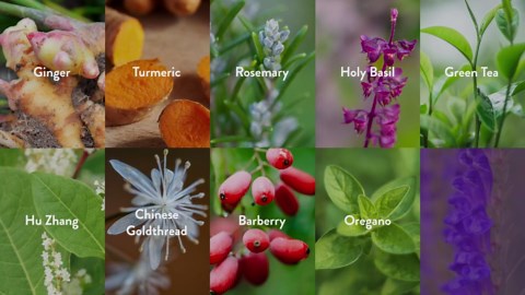 New Chapter Zyflamend™ Joint Supplement & Herbal Pain Relief – 10-in-1 Superfood Blend with Turmeric, Ginger & Green Tea - for Healthy Inflammation Response, Mobility & Flexibility, 180 Capsules