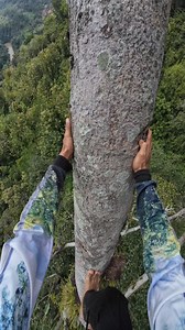 106K views · 1.3K reactions | Climbing a big tree #emanmadu #fyp #usa #nature #fblifestyle | Eman Madu | Facebook