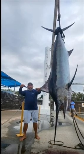 Puerto Vallarta fishing 578 lb Marlin Captain Scooby | PV Sportfishing