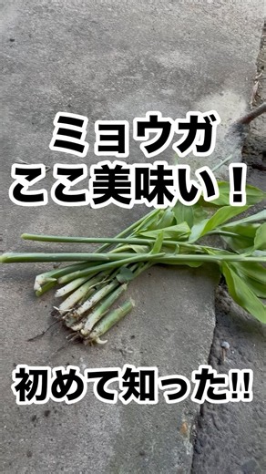 Wait, you can eat more than just the flower of a Japanese ginger? 😋