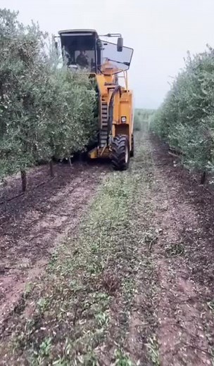 Oxbo 6430 Super High Density Olive Harvester