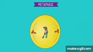 Mitosis: Splitting Up is Complicated - Crash Course Biology #12 on Make a GIF