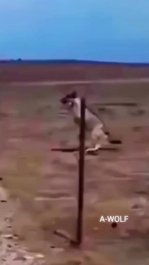 919K views · 5.6K reactions | Flyings wolf  . . . So adorable  . . . #wolf #wolfdog #wolves #dogs #wolfdog #wolfgirl #animal #wildanimal #snowwolf #animals #roar #pet #homies #bravo #americanwolf #life #morningwolf #native #nativeculture #wolfcommunity #wolfdogpuppy #lonewolf #siberianwolf #wolfdoggy #wolflove #highcontentwolf #wolfdoglove #wolfdogclub #wolfdoghybrid #americanwolfdog | Wolf lovers world | Facebook