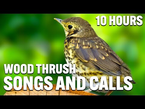 Wood Thrush Songs And Calls | Wood Thrush Sounds | Wood Thrush Singing | Wood Thrush Evening Song