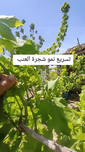 زراعه بدون تكاليف على TikTok