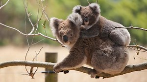 10 reasons the koala is the worst animal ever invented