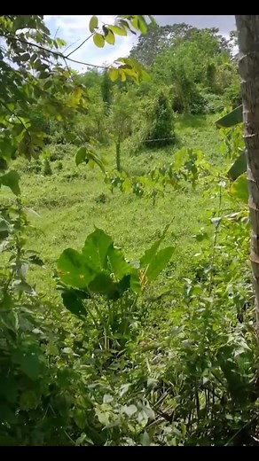 13K views · 92 reactions | Available lot for sale in Dingle Iloilo. along the road, more or less 500 meters lang gid halin sa national highway, malapad Ang frontage, hilly portion, may source gid sang tubig kag koryente. Total Area: 2 hectares Price: 1M per hectare #realestatelife #agriculture #realestate #investmentproperty #realestateinvesting | Murang Bahay at Lupa sa Iloilo | Facebook