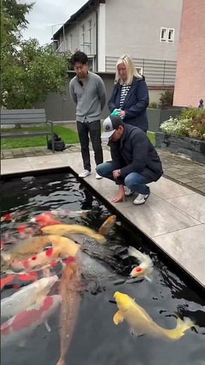 The Big Koi Collection: A Pond of Variety and Giants!