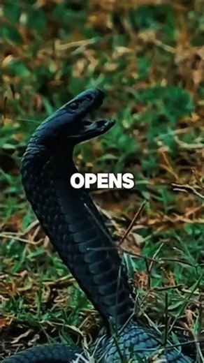 Meet the Black Mamba | The World's Fastest Deadly Snake