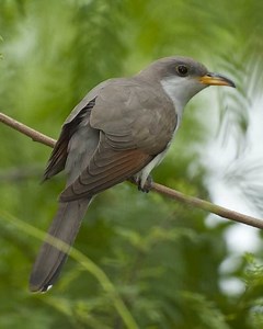 Yellow billed cuckoo - Alchetron, The Free Social Encyclopedia