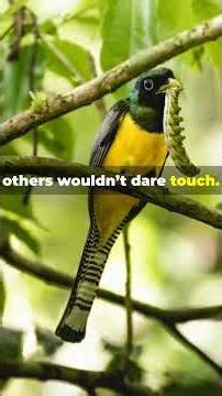 The African Cuckoo's Unusual Diet!