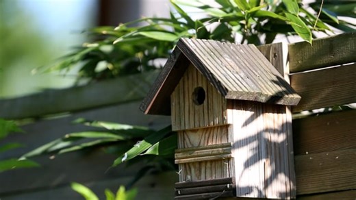 Bird, Nesting Box, Approach. Free Stock Video